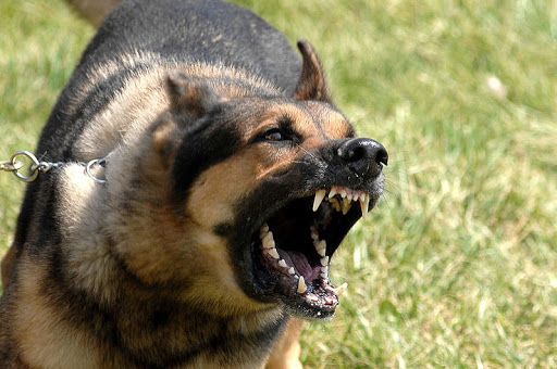Snarling dog