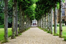 Trees
